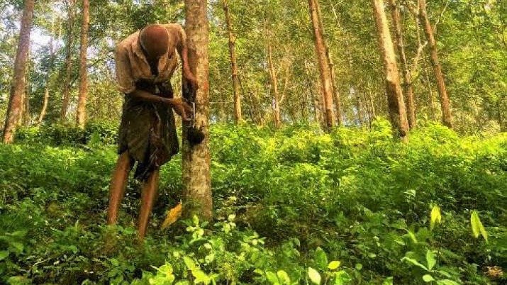 Health and Musculoskeletal Disorders in Sri Lankan Rubber Tappers- 2014